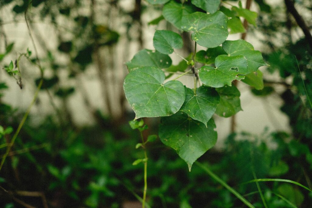 photograph of a plant s green leaves